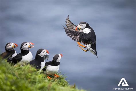 Puffins In Iceland A Complete Guide