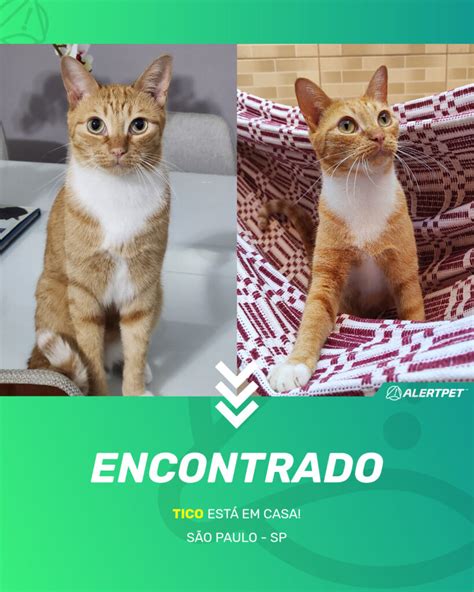 Gato Encontrado Sao Paulo SP Gabi AlertPet