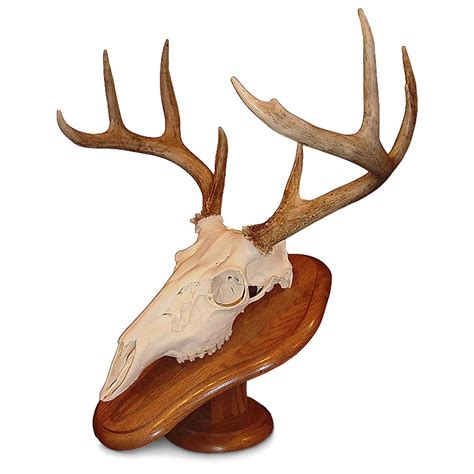 Albums 101+ Pictures Deer Skull Mount Pictures Excellent