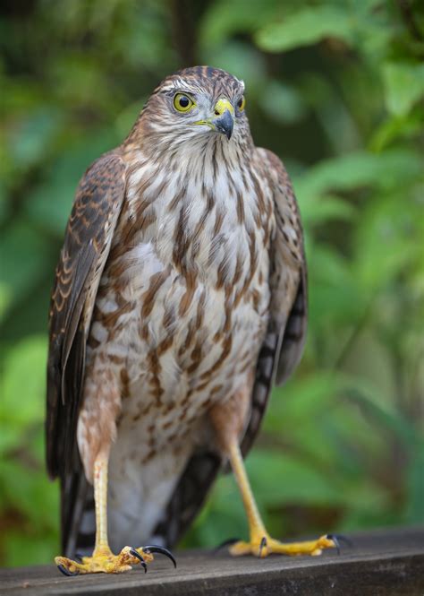 Sparrow Hawk in the backyard | Backcountry Gallery Photography Forums