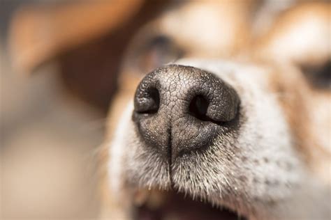 How to Clear a Dog's Stuffy Nose | Cuteness