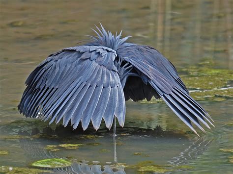 Black Heron Fishing Technique These Birds Have One Of The Flickr