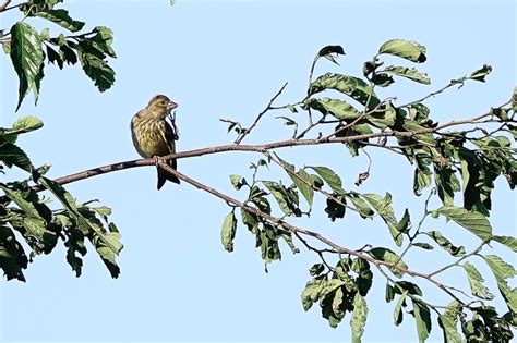 ストロベリ－ム－ンとカワラヒワの幼鳥。 なんてったって翡翠 13