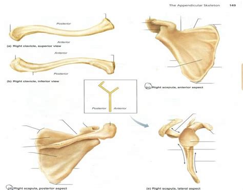 Individual Bones Of The Pectoral Girdle Diagram Quizlet