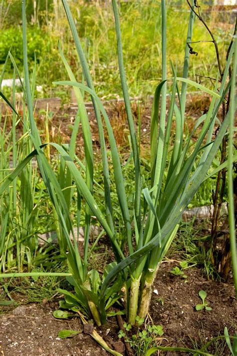 Allium ramosum - Изображение особи - Плантариум