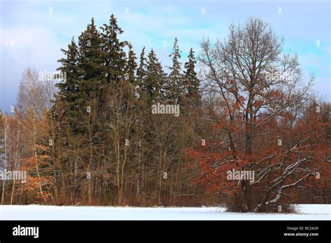 Bialowieza in winter Stock Photo - Alamy