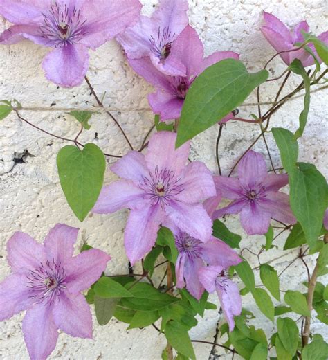 Клематис hagley hybrid фото и описание