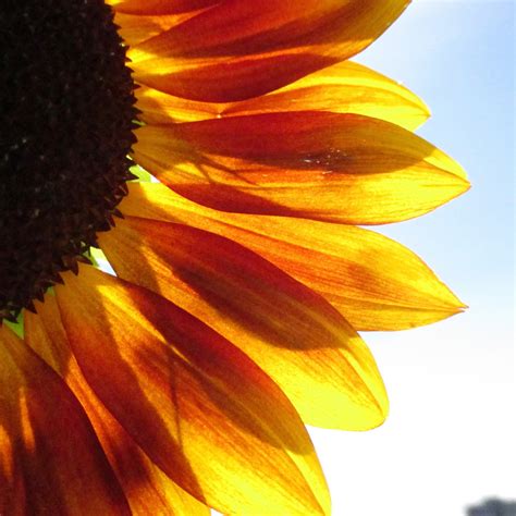 70 Sunflower Puns And Sunflower Jokes To Make You Smile Growing