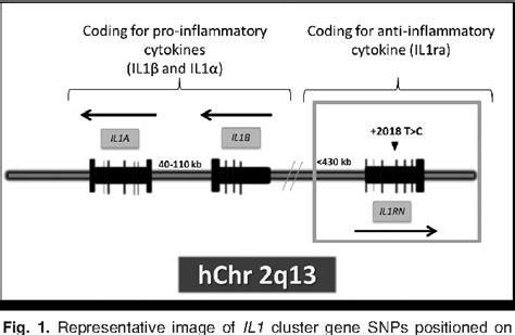 Figure 1 From Interleukin 1 Receptor Antagonist Il1rn Genetic