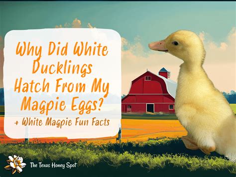 Why Did White Ducklings Hatch From My Magpie Eggs? | The Texas Honey Spot