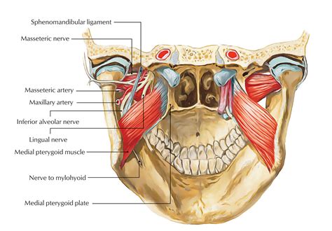 Inferior Alveolar Nerve Innervation