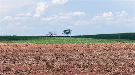 O Desafio De Gerar Bioenergia Revista Pesquisa Fapesp