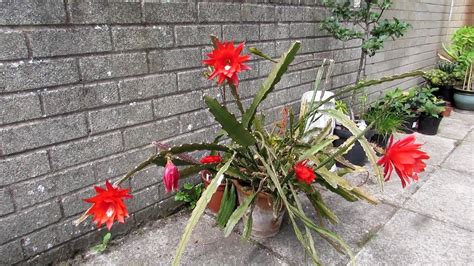 My Epiphyllum Ackermannii Orchid Cactus Disocactus Ackermannii In