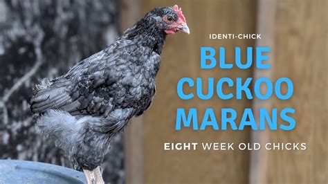 Blue Copper Maran Chickens