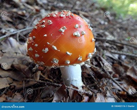 Spotted Toadstool In The Forest Poisonous Mushroom Stock Photo