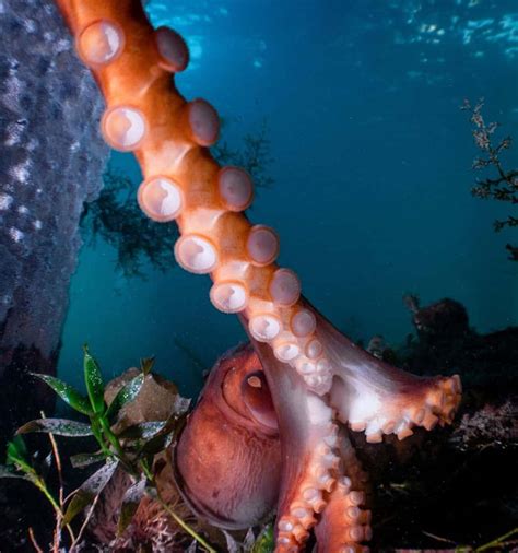 Here's Everything You Want To Know About Octopus Suckers! - OctoNation ...