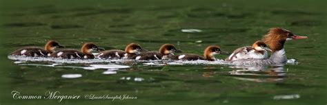 Breeding Bird Atlas Needs Your Help Wisconsin Bird Conservation Partnership