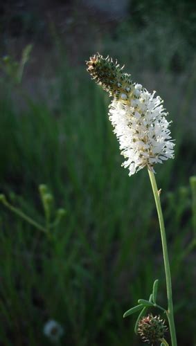 White Prairie Clover Dalea Candida