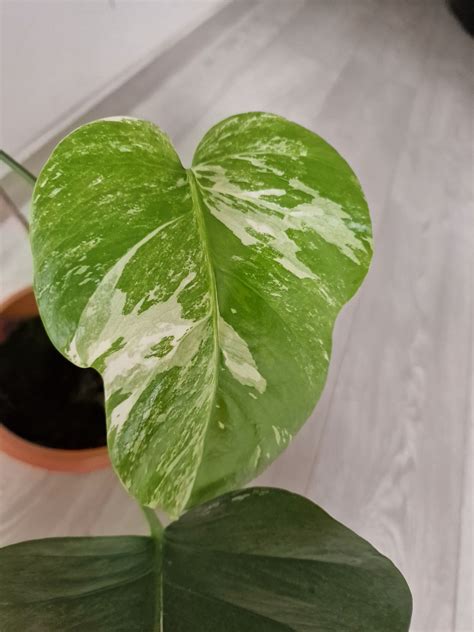 Monstera Deliciosa Variegata Sadzonka Roślina Filodendron Kraków Podgórze Duchackie • Olx Pl