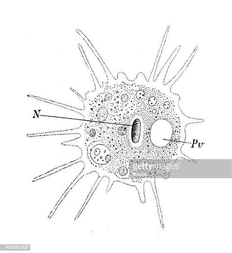 52 Entamoeba Histolytica Drawing High Res Illustrations Getty Images