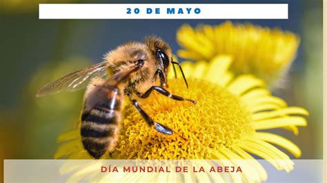 DÍa Mundial De La Abeja 20 De Mayo Día Internacional Hoy