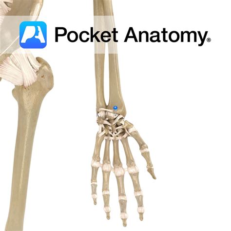 Palmar Radiolunate Radiocarpal Ligament Pocket Anatomy