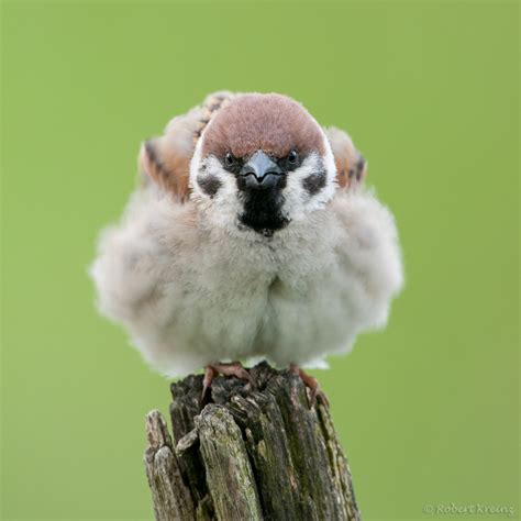 Angry Bird Robert Kreinz Nature Photography