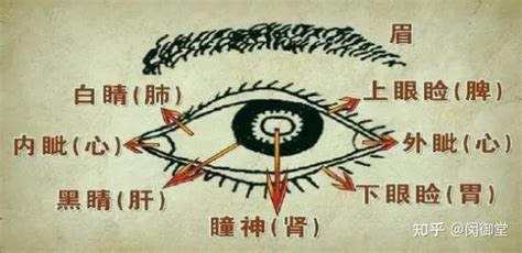 视力模糊、眼睛干涩、眼黄、有血丝 人之精华藏于【眼目】~~ 知乎