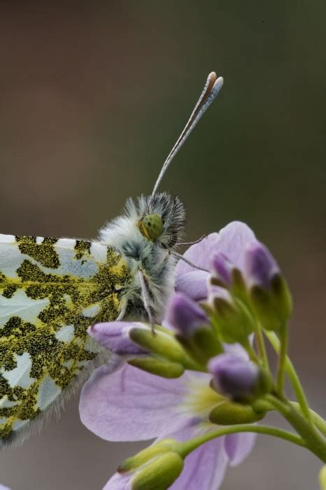 Orange-tip butterfly, female - Pentax User Photo Gallery