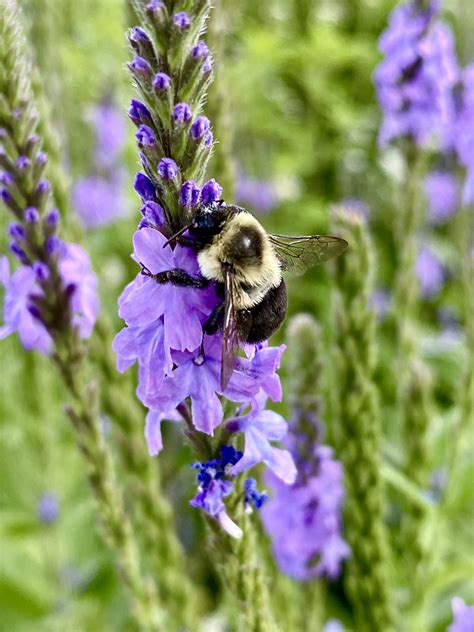 Pollinator Kit (Sun) - Wild Ones River City - Grand Rapids Area Chapter