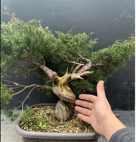 Juniperus Chinensis Itoigawa Les Chuhin Et Autres Grands Bonsa