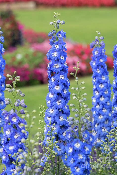 Delphinium Aurora Blue Flowers in an English Garden Photograph by Tim Gainey | Pixels