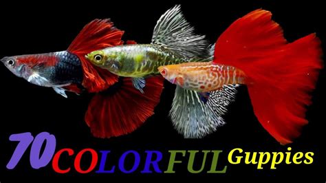 Every Guppy Fish Strains You Need To Know Moscow Tuxedo Grass Lace