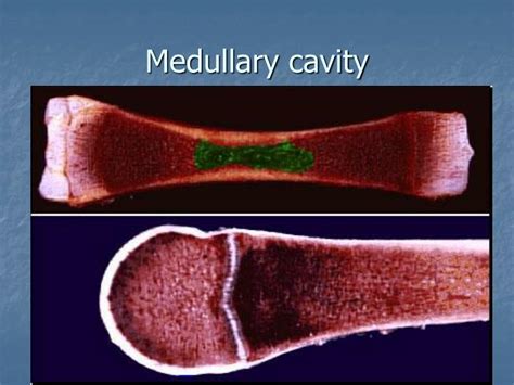 PPT - Bone Tissue PowerPoint Presentation - ID:6130412