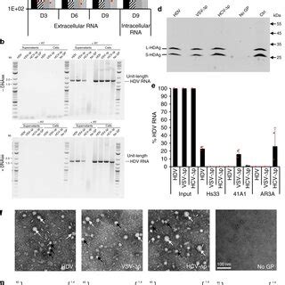 Hdv Particles Generated With Heterologous Envelope Glycoproteins Are