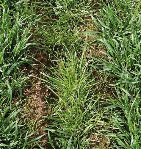 Herbicide Resistance On The Rise In Sa’s South East Mallee Grain Central