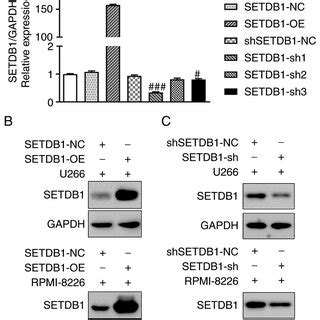 Pdf Setdb Induces Lenalidomide Resistance In Multiple Myeloma Cells