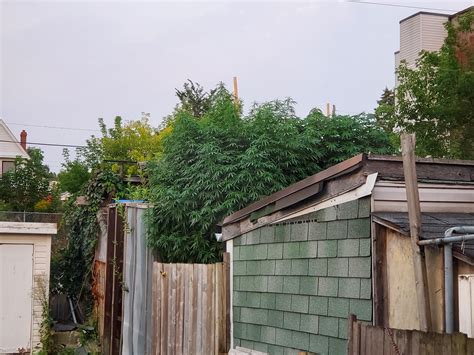 My neighbors plants are actual trees – Site Title