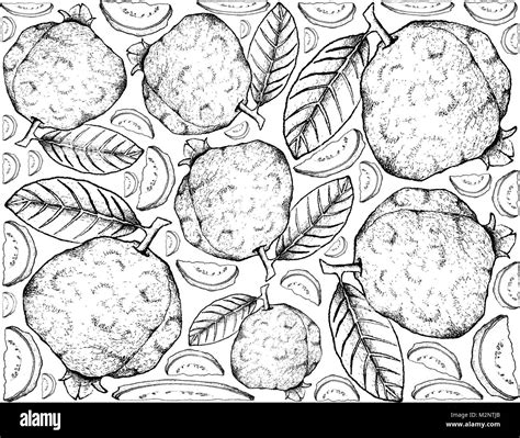 Tropical Fruits Illustration Wallpaper Background Of Hand Drawn Sketch