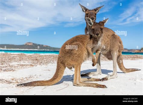 Canguros Gigantes Fotografías E Imágenes De Alta Resolución Alamy