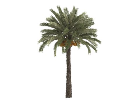 Date Palm Or Phoenix Dactylifera Broadleaved Fruit Leaf Phoenix Png