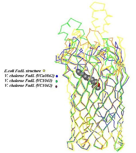 Structural Superposition Of E Coli And V Cholerae Fadl Complexed With