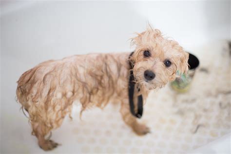 Dog Grooming Photos, Download The BEST Free Dog Grooming Stock Photos ...