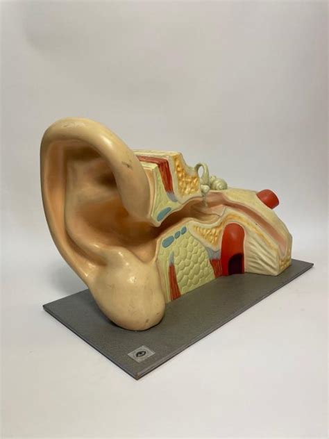 Anatomical Model Of Ear Film Medical