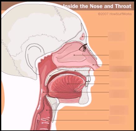 nasal cavity Diagram | Quizlet