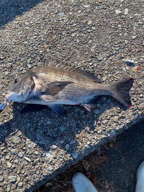 チヌ47センチ 兵庫県瀬戸内海側 西宮浜 フカセ釣り クロダイチヌ 陸っぱり 釣り・魚釣り 釣果情報サイト カンパリ