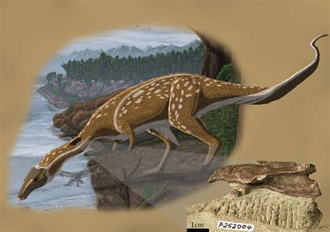 Museum Fossil Leads To Discovery Of New Million Year Old Dinosaur