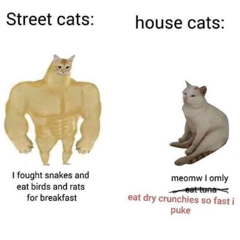 cat memes  give   pawsitive vibe animals
