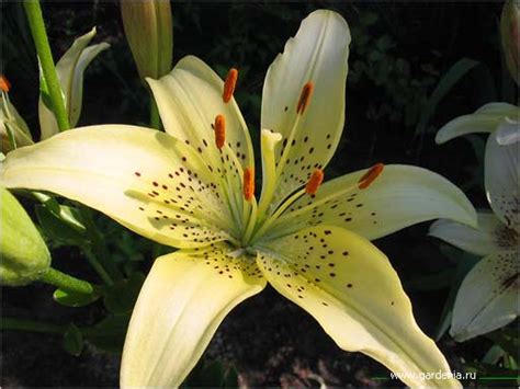 Gardenia.ru / ArtGalery / Лилия - цветок династии Бурбонов.
