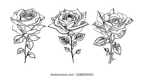 Three Roses Coloring Book Showcases Stunning Stock Vector Royalty Free